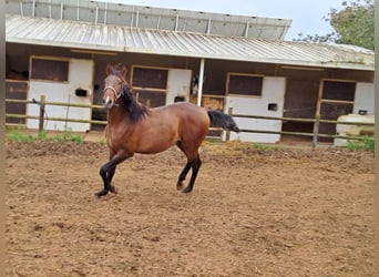 Lusitanos, Hengst, 2 Jahre, 162 cm, Fuchs
