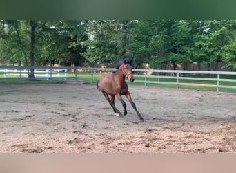 Lusitanos, Hengst, 2 Jahre, 163 cm, Rotbrauner