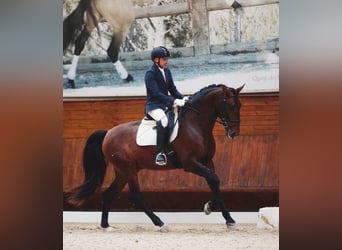 Lusitanos, Hengst, 2 Jahre, 163 cm, Schimmel