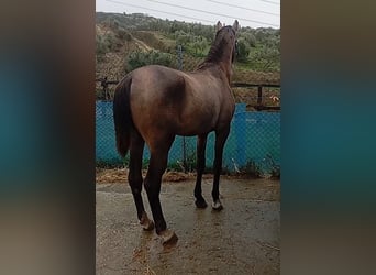 Lusitanos, Hengst, 2 Jahre, 163 cm, Schimmel