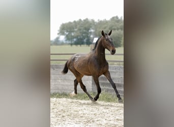 Lusitanos, Hengst, 2 Jahre, 163 cm, Schimmel