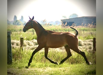 Lusitanos, Hengst, 2 Jahre, 164 cm, Brauner