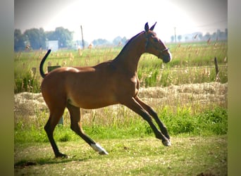 Lusitanos, Hengst, 2 Jahre, 164 cm, Brauner