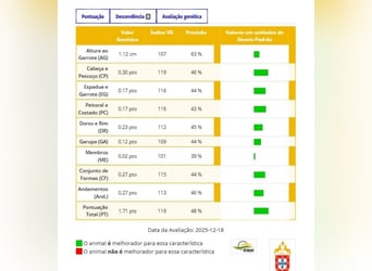 Lusitanos, Hengst, 2 Jahre, 164 cm, Brauner