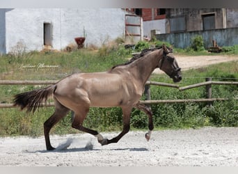 Lusitanos, Hengst, 2 Jahre, 164 cm, Grullo