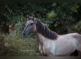 Lusitanos, Hengst, 2 Jahre, 164 cm, Grullo