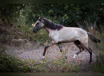 Lusitanos, Hengst, 2 Jahre, 164 cm, Grullo