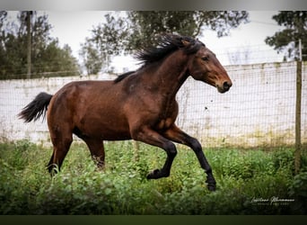 Lusitanos, Hengst, 2 Jahre, 165 cm, Brauner