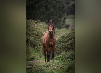 Lusitanos, Hengst, 2 Jahre, 165 cm, Brauner