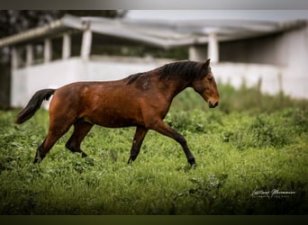 Lusitanos, Hengst, 2 Jahre, 165 cm, Brauner