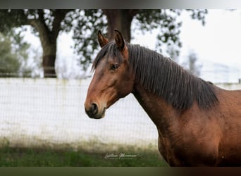 Lusitanos, Hengst, 2 Jahre, 165 cm, Brauner