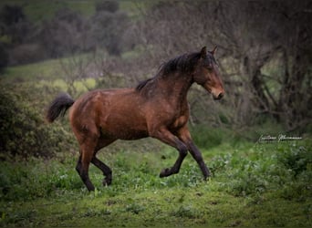 Lusitanos, Hengst, 2 Jahre, 165 cm, Brauner