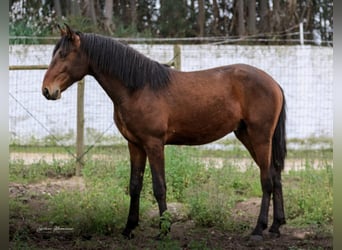 Lusitanos, Hengst, 2 Jahre, 165 cm, Brauner