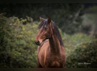 Lusitanos, Hengst, 2 Jahre, 165 cm, Brauner