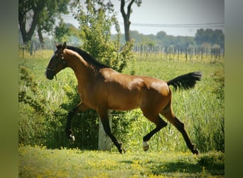 Lusitanos, Hengst, 2 Jahre, 165 cm, Brauner