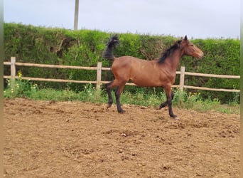 Lusitanos, Hengst, 2 Jahre, 165 cm, Fuchs