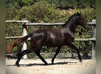 Lusitanos, Hengst, 2 Jahre, 165 cm, Rappe