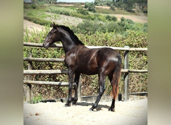 Lusitanos, Hengst, 2 Jahre, 165 cm, Rappe