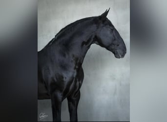 Lusitanos, Hengst, 2 Jahre, 165 cm, Schwarzbrauner