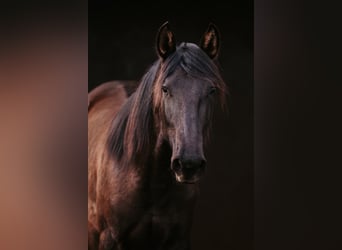 Lusitanos, Hengst, 2 Jahre, 165 cm, Schwarzbrauner