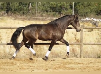 Lusitanos, Hengst, 2 Jahre, 166 cm, Brauner
