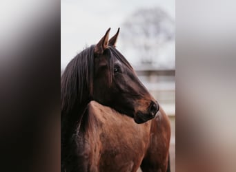 Lusitanos, Hengst, 2 Jahre, 166 cm, Brauner