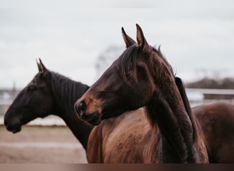 Lusitanos, Hengst, 2 Jahre, 166 cm, Brauner