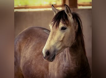 Lusitanos, Hengst, 2 Jahre, 166 cm, Falbe