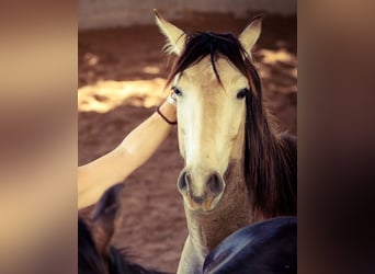 Lusitanos, Hengst, 2 Jahre, 166 cm, Falbe