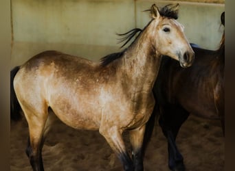 Lusitanos, Hengst, 2 Jahre, 166 cm, Falbe