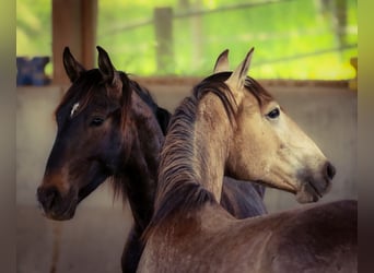 Lusitanos, Hengst, 2 Jahre, 166 cm, Falbe