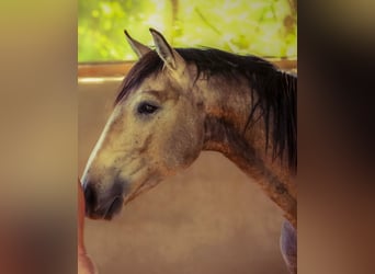 Lusitanos, Hengst, 2 Jahre, 166 cm, Falbe