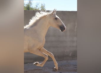 Lusitanos, Hengst, 2 Jahre, 166 cm, Palomino
