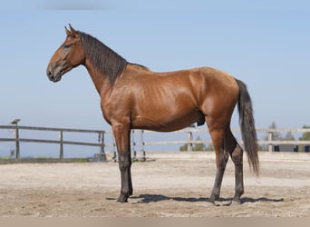 Lusitanos, Hengst, 2 Jahre, 168 cm, Brauner