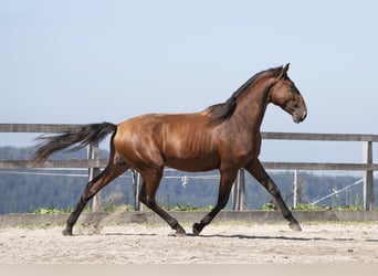 Lusitanos, Hengst, 2 Jahre, 168 cm, Brauner