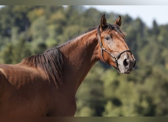 Lusitanos, Hengst, 2 Jahre, 168 cm, Brauner