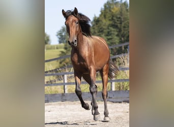 Lusitanos, Hengst, 2 Jahre, 168 cm, Brauner