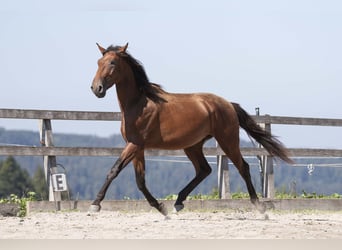 Lusitanos, Hengst, 2 Jahre, 168 cm, Brauner