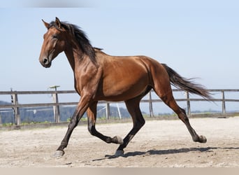 Lusitanos, Hengst, 2 Jahre, 168 cm, Brauner