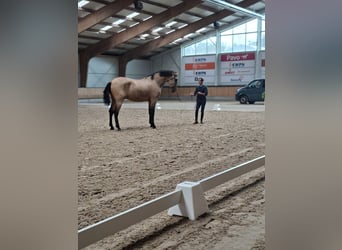 Lusitanos, Hengst, 2 Jahre, 170 cm, Buckskin