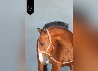 Lusitanos, Hengst, 2 Jahre, Brauner
