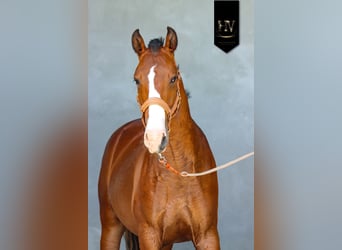 Lusitanos, Hengst, 2 Jahre, Brauner