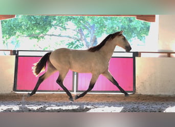 Lusitanos, Hengst, 2 Jahre, Buckskin