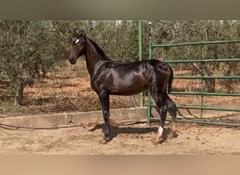 Lusitanos, Hengst, 2 Jahre, Dunkelbrauner