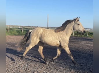 Lusitanos, Hengst, 2 Jahre, Falbe