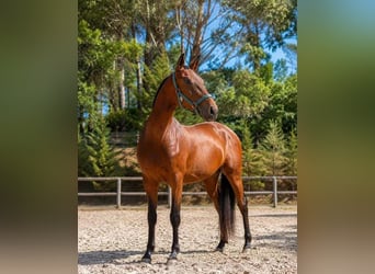 Lusitanos, Hengst, 2 Jahre, Rotbrauner