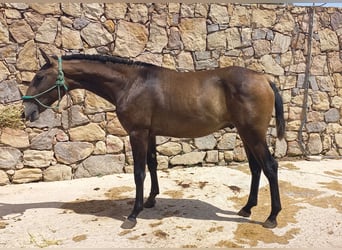 Lusitanos, Hengst, 2 Jahre, Schimmel