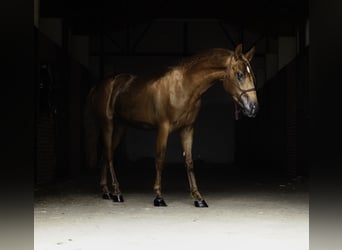 Lusitanos Mix, Hengst, 3 Jahre, 147 cm, Fuchs