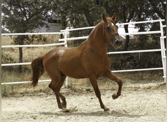 Lusitanos Mix, Hengst, 3 Jahre, 147 cm, Fuchs