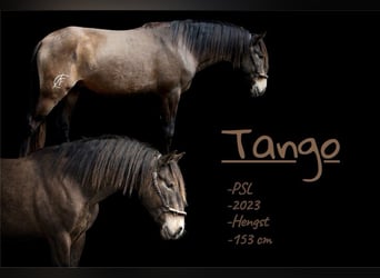 Lusitanos, Hengst, 3 Jahre, 153 cm, Buckskin